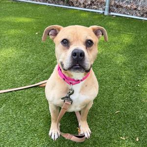 Elway, Terrier, American Pit Bull, adult, available for adoption