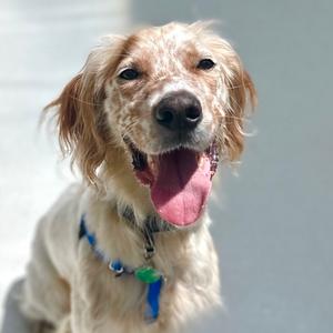 Cooper, Setter, English, adult, available for adoption