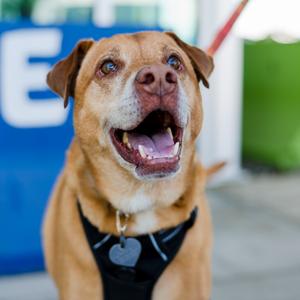 Leo, Retriever, senior, available for adoption