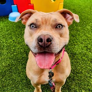 Roxy, Mixed Breed (Medium), young, available for adoption