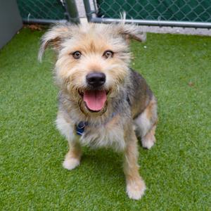 Bear, Husky, adult, available for adoption