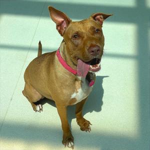 Kenya, Terrier, Pit Bull, adult, available for adoption