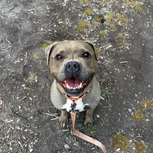 Nova, Mixed Breed (Medium), adult, available for adoption