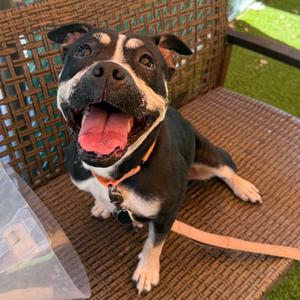 Serenity, Mixed Breed (Medium), adult, available for adoption