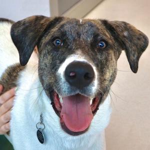 Brian, Catahoula Leopard Dog, young, available for adoption