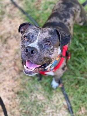 A happy dog with a black and gray spotted coat, wearing a red harness, looking up at the camera with its mouth open and tongue out.