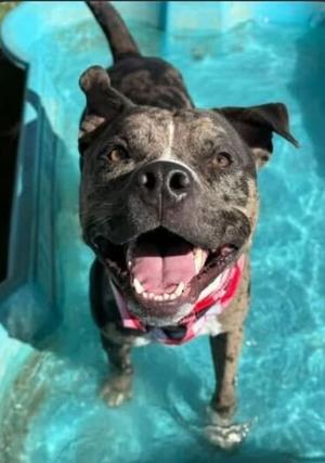 Oakley, Bulldog Mix, adult, available for adoption