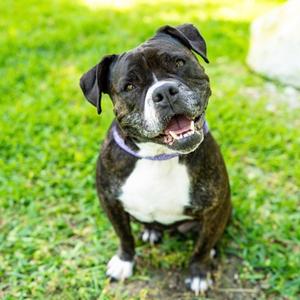 Pebbles, Staffordshire Bull Terrier Mix, senior, available for adoption