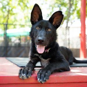 Valley, Mixed Breed, young, available for adoption
