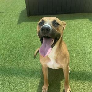 A happy brown dog with a white chest and a black nose, sitting on green artificial grass, with its tongue out and tail wagging.