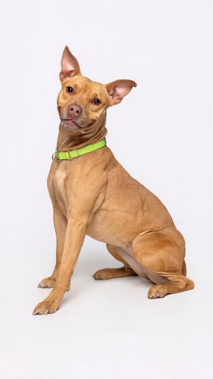 A light brown dog with large ears and a green collar sits attentively on a white background, looking slightly to the left with its head tilted.