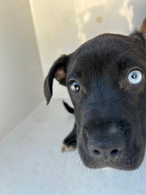 Amelia - A, Mixed Breed, puppy, available for adoption
