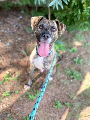 A brindle dog with a white chest and paws, wearing a blue leash, sitting on a dirt path with green foliage in the background. The dog has its mouth open, showing its tongue, and appears to be looking up at the camera.