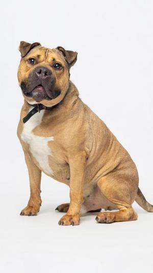 A brown and white dog with a black collar sitting on a white background.
