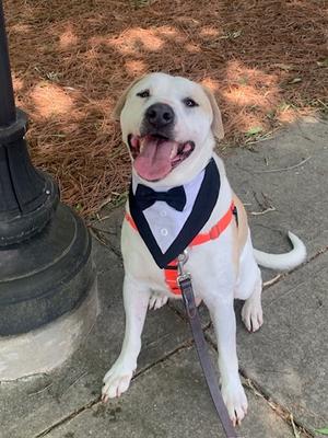 Bobby, Mixed Breed, adult, available for adoption