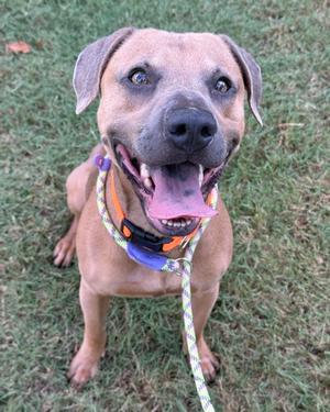 A brown dog with floppy ears and a happy expression, wearing a colorful collar and leash, sitting on grass.