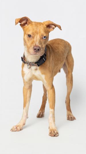 A light brown dog with white markings on its chest and paws, wearing a black collar with a patterned band, standing against a plain white background.