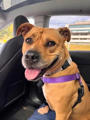 Briska, Mixed Breed, adult, available for adoption