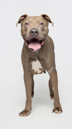 A brown dog with a white patch on its chest, standing and looking at the camera with its mouth open and tongue out.