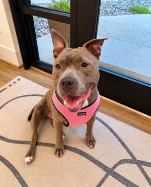 Avery -F, Mixed Breed, adult, available for adoption