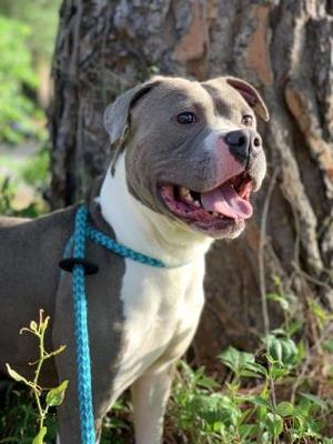 Apatite Jule, Mixed Breed, senior, available for adoption