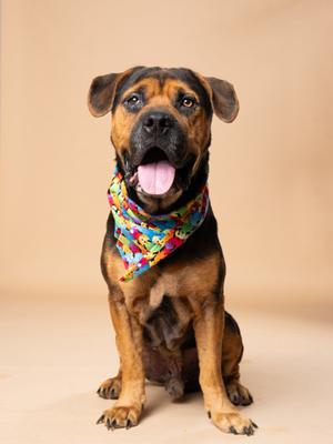 A happy dog wearing a colorful bandana, sitting on a beige background.