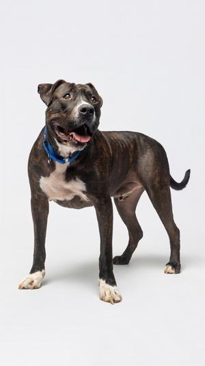 A brown and white dog with a blue collar standing on a white background.
