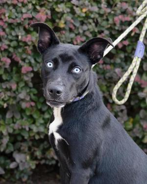 A black dog with blue eyes and a white patch on its chest, wearing a collar and leash, sitting in front of a green hedge.