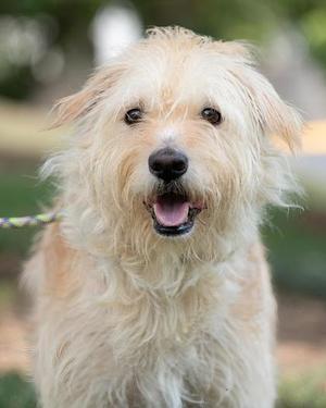 A fluffy, light-colored dog with a happy expression, its mouth open and tongue visible, standing outdoors with a blurred background.