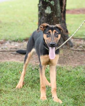 A black and tan dog with floppy ears and a pink tongue sticking out, standing on grass with a tree in the background.