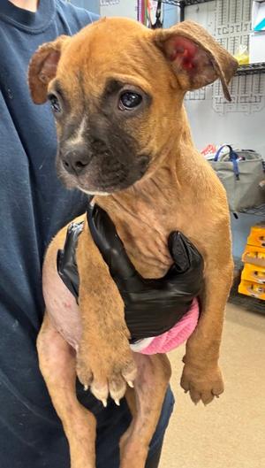Almanac -A, Mixed Breed, puppy, available for adoption