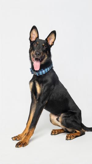 A black and tan dog with a blue plaid collar sitting on a white background.