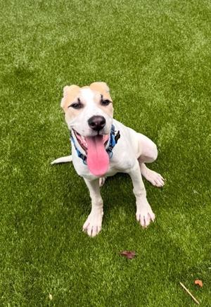 Aleeva, Mixed Breed, young, available for adoption