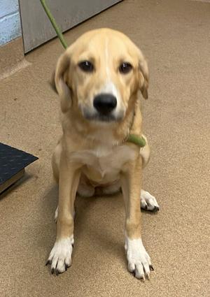 A light brown dog with white paws and a green collar sitting on a carpeted floor.