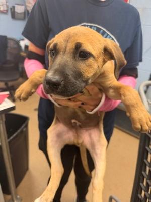 Caldarn, Mixed Breed, puppy, available for adoption