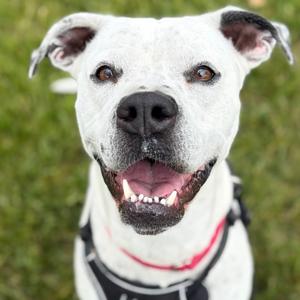 Petunia, Hound, Plott, adult, available for adoption