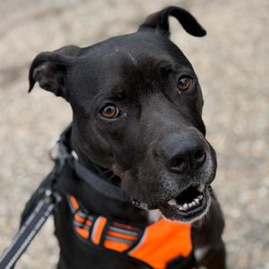 Ruger, Terrier, Pit Bull, adult, available for adoption