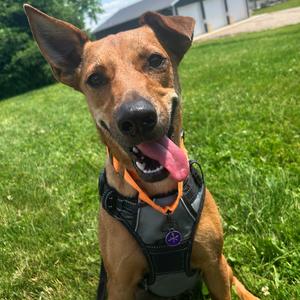 Mikki, Pinscher, Miniature, adult, available for adoption
