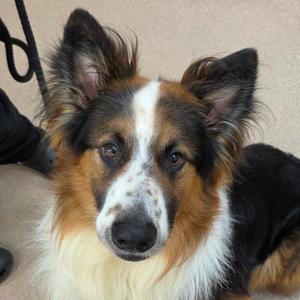 Ham, Collie, Border, adult, available for adoption