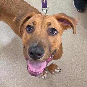 A close-up, high-angle shot of a happy-looking brown dog with its mouth open and tongue out. The dog is wearing a purple leash.