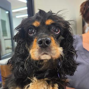 Sari, Spaniel, Cocker, adult, available for adoption