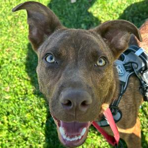 Perry, Shepherd, young, available for adoption