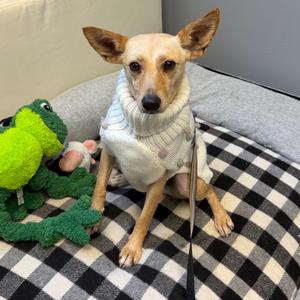 Queen, Chihuahua, adult, available for adoption