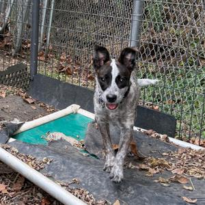 a black and white dog standing on a ramp in a fenced area