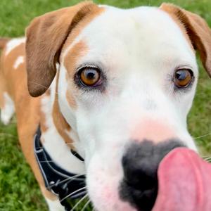Boone, Beagle, senior, available for adoption
