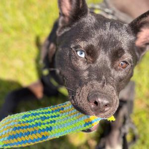 Annabelle, Husky, young, available for adoption