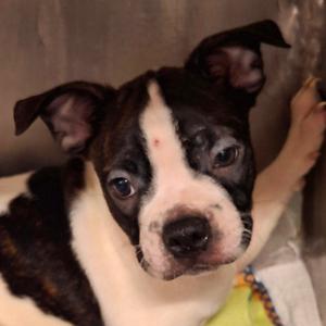 Jackson, Terrier, Boston, available for adoption