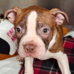 Koda, Terrier, Boston, available for adoption