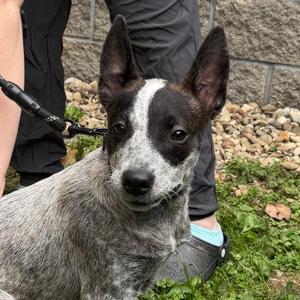Butternut, Cattle Dog, Australian (Red Heeler), available for adoption