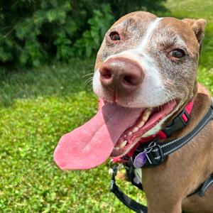 Macy, Terrier, American Staffordshire, senior, available for adoption